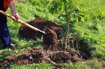 Bucuresti - gardening si horticultura