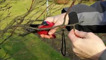 Bucuresti - gardening si horticultura