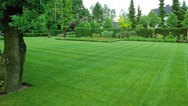 Bucuresti - gardening si horticultura