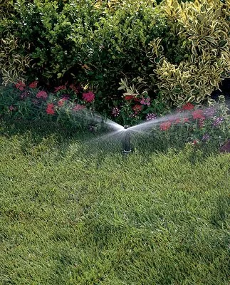 Bucuresti - gardening si horticultura