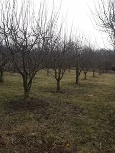 Bucuresti - gardening si horticultura