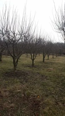 Bucuresti - gardening si horticultura