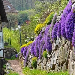 Bucuresti - gardening si horticultura