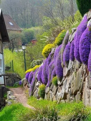 Bucuresti - gardening si horticultura