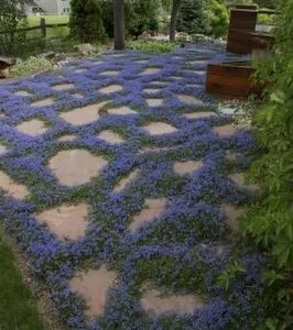 Bucuresti - gardening si horticultura