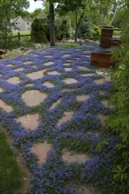 Bucuresti - gardening si horticultura