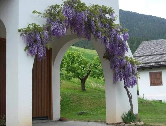 Bucuresti - gardening si horticultura