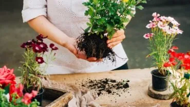 Bucuresti - gardening si horticultura