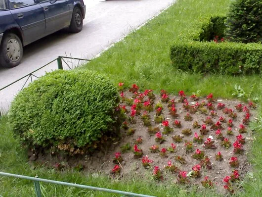 Bucuresti - Amenajari spatii verzi