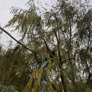 Rogarden servicii gradinarit Bucuresti
