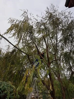 Rogarden servicii gradinarit Bucuresti