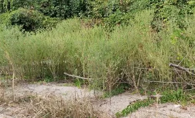 Defrisari - tocare arbori