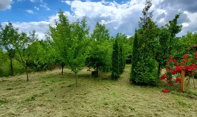 Defrisari - tocare arbori