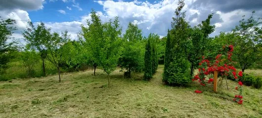 Defrisari - tocare arbori
