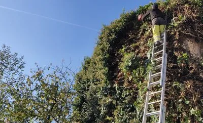 Defrisari - tocare arbori