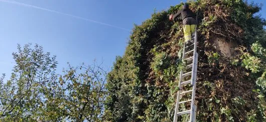 Defrisari - tocare arbori