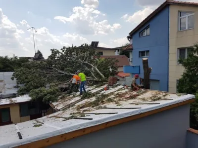Defrisari - tocare arbori