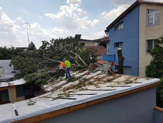 Defrisari - tocare arbori