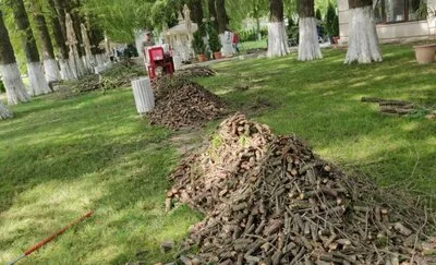 Defrisari - tocare arbori