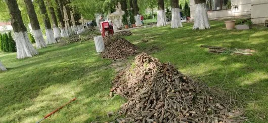 Defrisari - tocare arbori