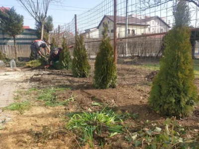 Defrisari - tocare arbori
