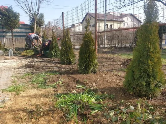 Defrisari - tocare arbori