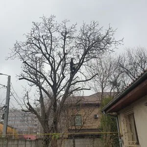Defrisari - tocare arbori