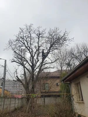 Defrisari - tocare arbori