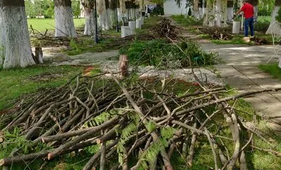 Defrisari - tocare arbori