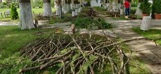 Defrisari - tocare arbori