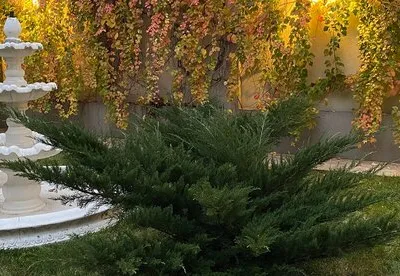 TRIF GARDEN amenajari exterioare Ilfov