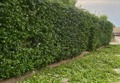 TRIF GARDEN amenajari exterioare Ilfov
