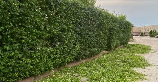 TRIF GARDEN amenajari exterioare Ilfov