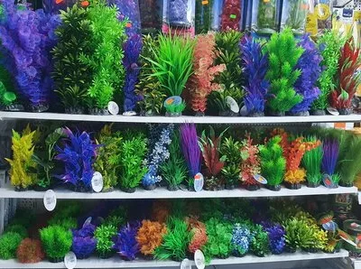 Bucuresti Constructii - amenajari acvarii - comercializare pesti exotici