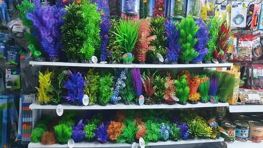 Bucuresti Constructii - amenajari acvarii - comercializare pesti exotici