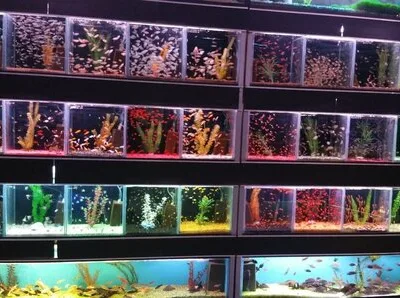 Bucuresti Constructii - amenajari acvarii - comercializare pesti exotici