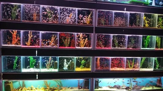 Bucuresti Constructii - amenajari acvarii - comercializare pesti exotici