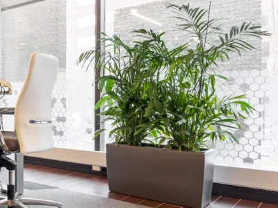 Intretinere - transplantare si amenajare cu plante decorative