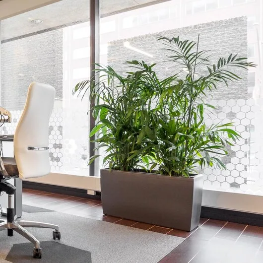 Intretinere - transplantare si amenajare cu plante decorative