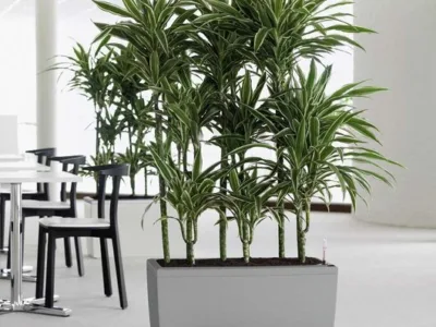 Intretinere - transplantare si amenajare cu plante decorative