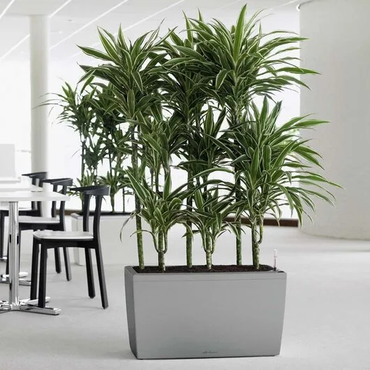 Intretinere - transplantare si amenajare cu plante decorative