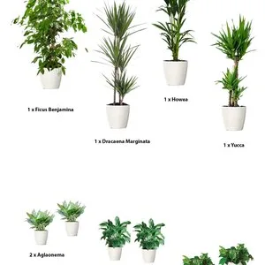 Intretinere - transplantare si amenajare cu plante decorative