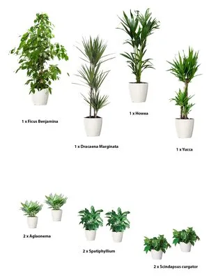 Intretinere - transplantare si amenajare cu plante decorative