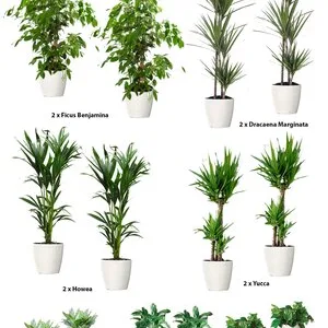 Intretinere - transplantare si amenajare cu plante decorative