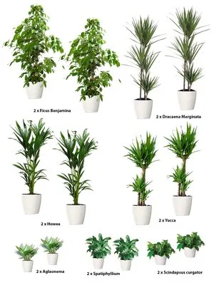 Intretinere - transplantare si amenajare cu plante decorative
