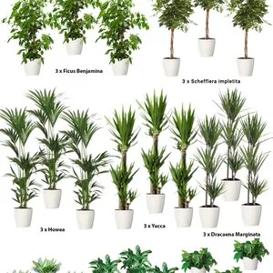 Intretinere - transplantare si amenajare cu plante decorative