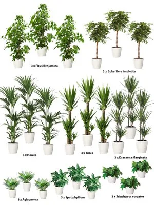 Intretinere - transplantare si amenajare cu plante decorative
