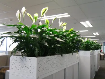 Intretinere - transplantare si amenajare cu plante decorative