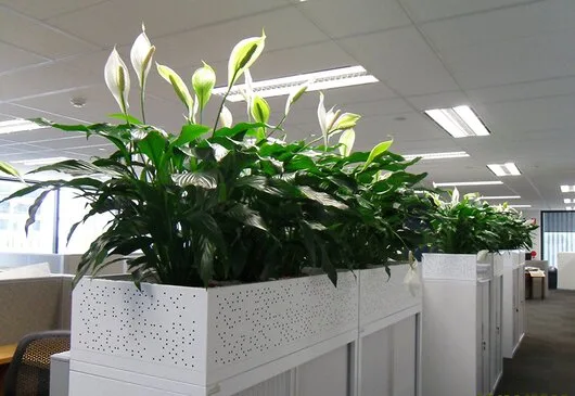 Intretinere - transplantare si amenajare cu plante decorative