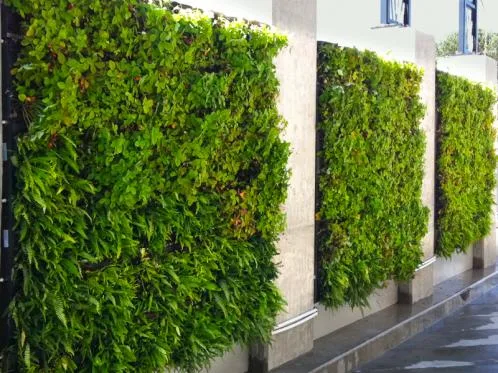 Bucuresti - Sisteme de pereti vegetali